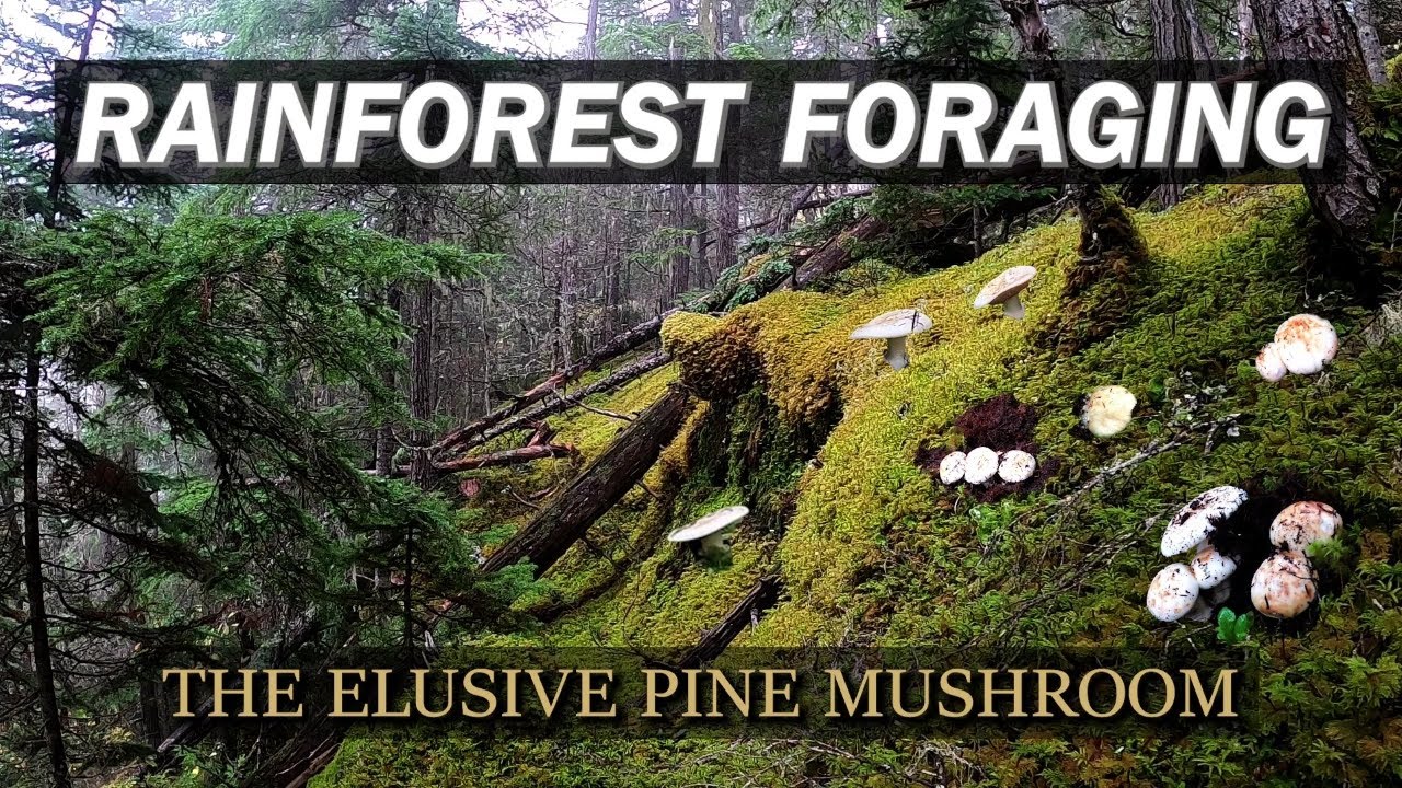 Traveling to a Rainforest Wilderness to Harvest Pine Mushrooms (2022 Pines Episode 1)