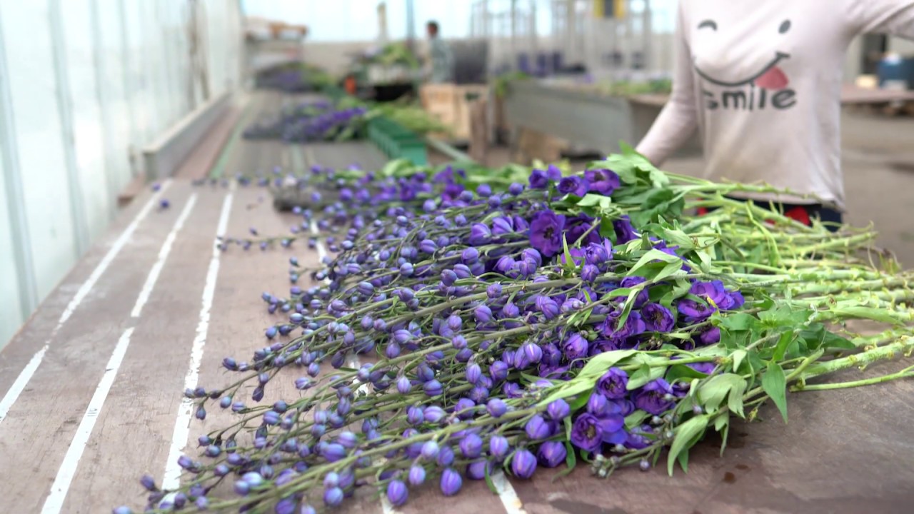 Gezocht allround meewerkend teamleider voor Bas den Bleker Delphinium