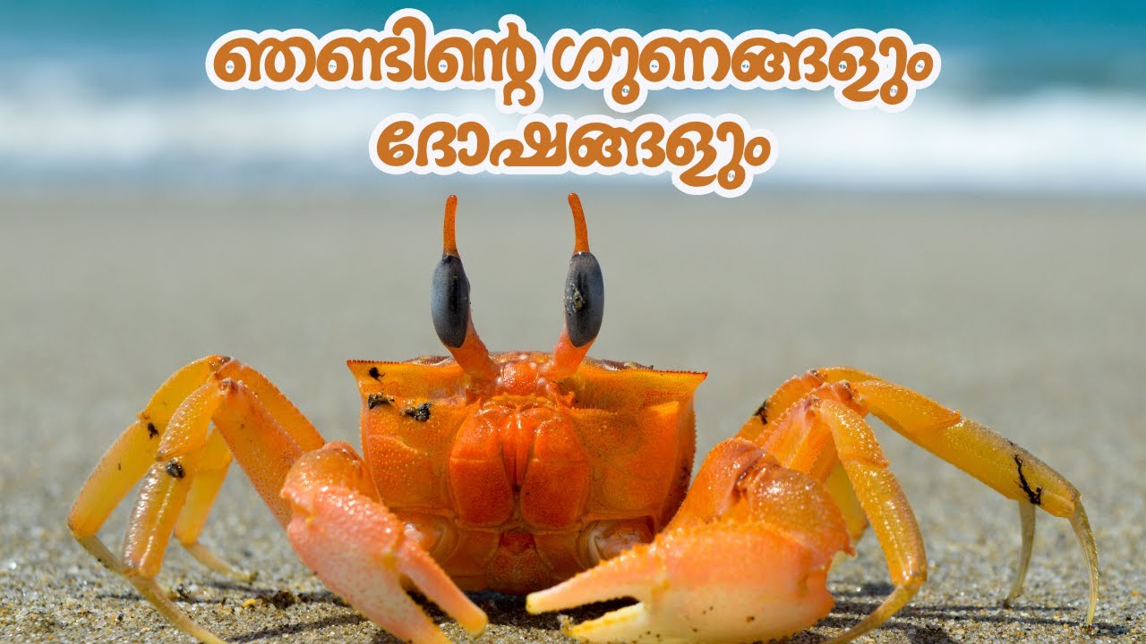 ഞണ്ടിന്റെ ഗുണങ്ങളും ദോഷങ്ങളും | Crab Benefits and Disadvantages | LearnLabs Malayalam