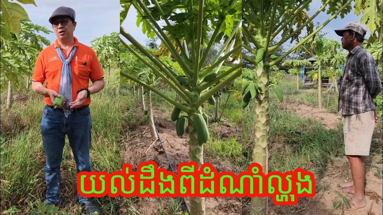 ដំណាំល្ហុង / ចែករំលែកចំណេះដឹងអំពីដំណាំល្ហុង
