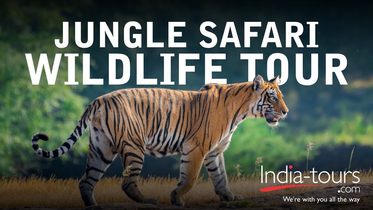 Wildlife Tour Packages in India | India Wildlife Tour | Best Indian Wildlife Tour Packages