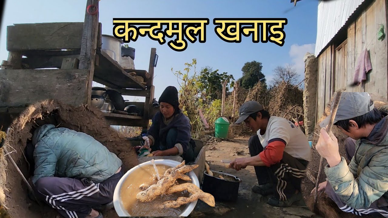 कन्दमुल को सिजन उचित भएकोले खनेर खाने काम गरियो 