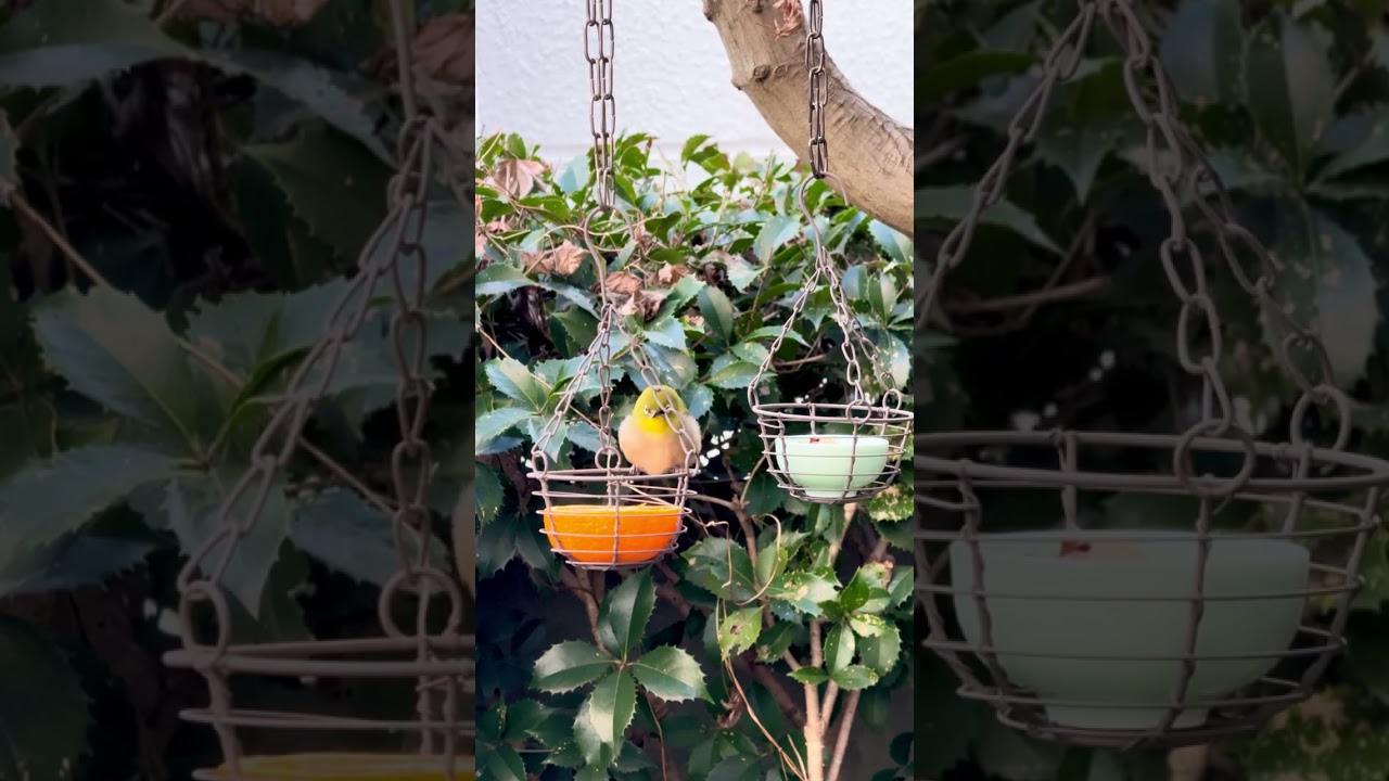 Mejiro (Japanese White-eye) Calmly Eating Orange 🍊🐦 | Shot on iPhone 16 Pro (5× Zoom)