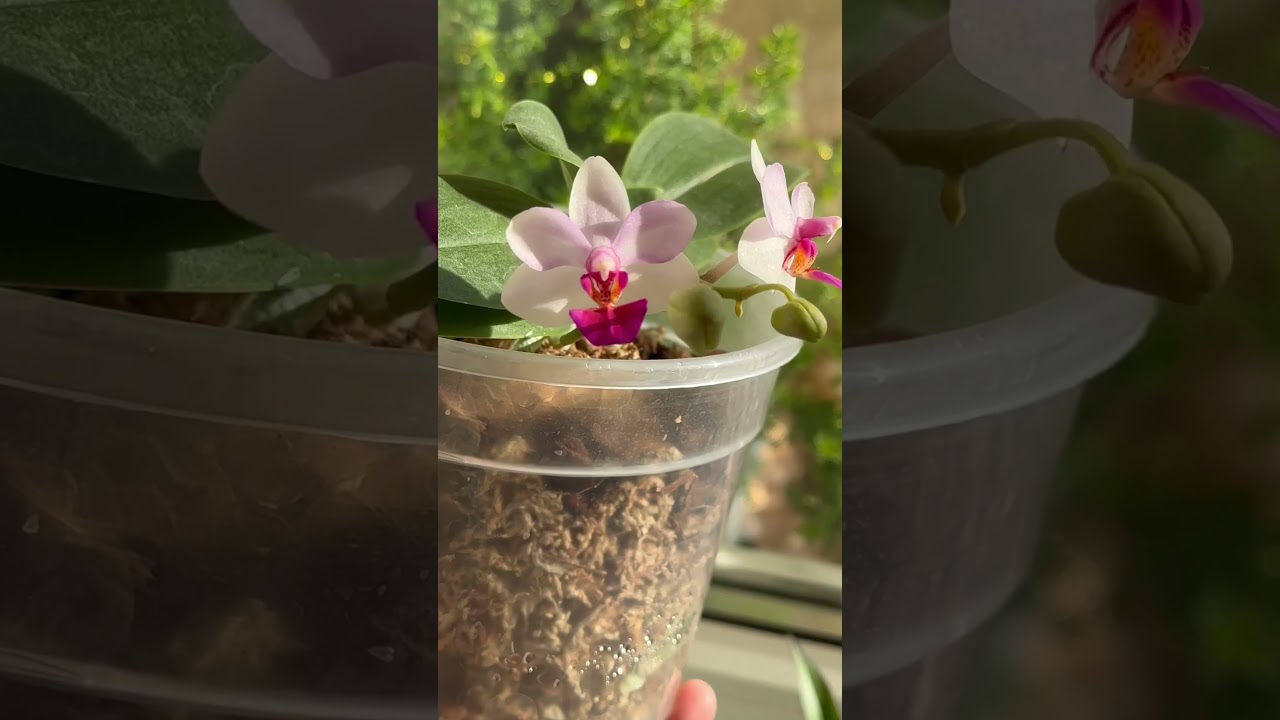 Phalaenopsis Liu's Berry 💗🍃💗 #phalaenopsisliusberry #orchid