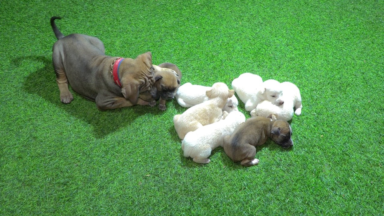 Bulldog Becomes a Mama  after Saving Puppies