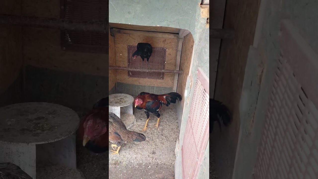Damizlik tavuğum oğluna zipladi# shorts