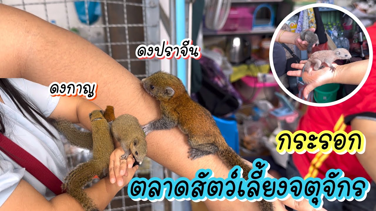 Zing’s Day I กระรอกตลาดสัตว์เลี้ยงจตุจักร 22 มีนาคม 66