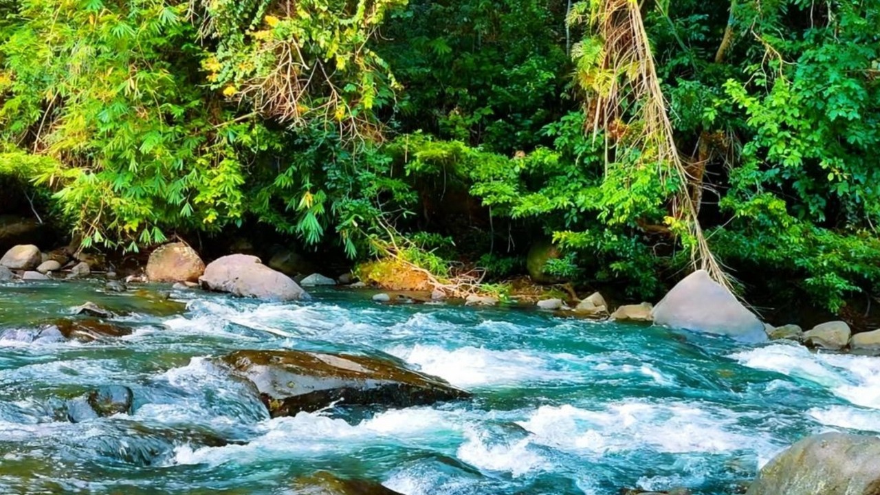 Gentle Forest River Sounds 🌊 Calm White Noise for Relaxation