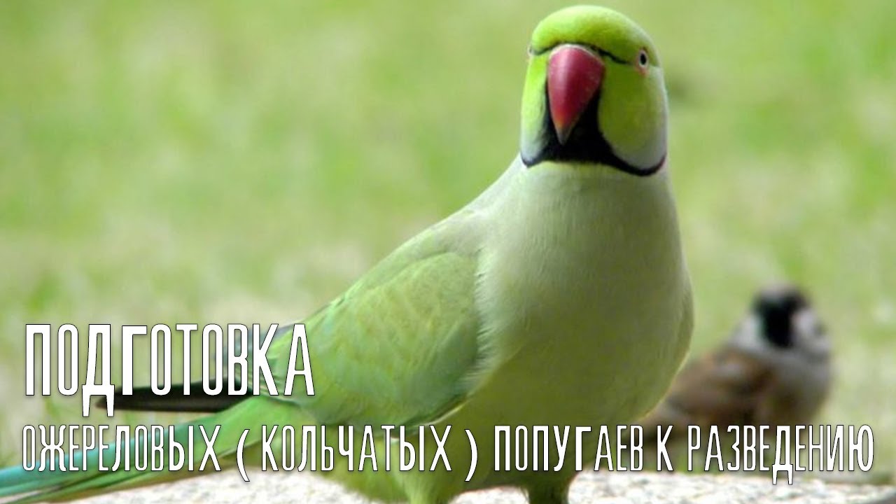 подготовка ожереловых ( кольчатых ) попугаев к разведению