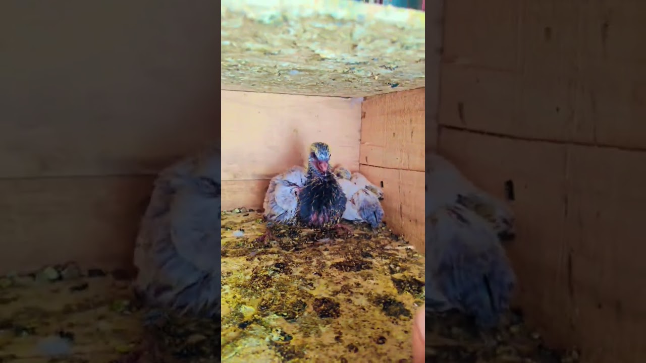 Pigeon short 😍 #pigeon #pigeon #viralvideo #viralshort #kabutar #pigeonfeed