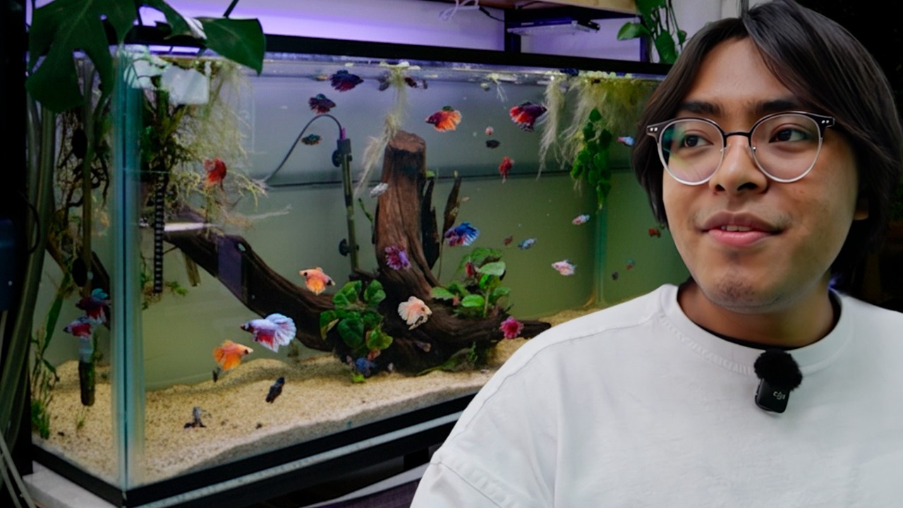 Este es el Acuario de Mas de 70 Peces Betta Juntos de Daniel