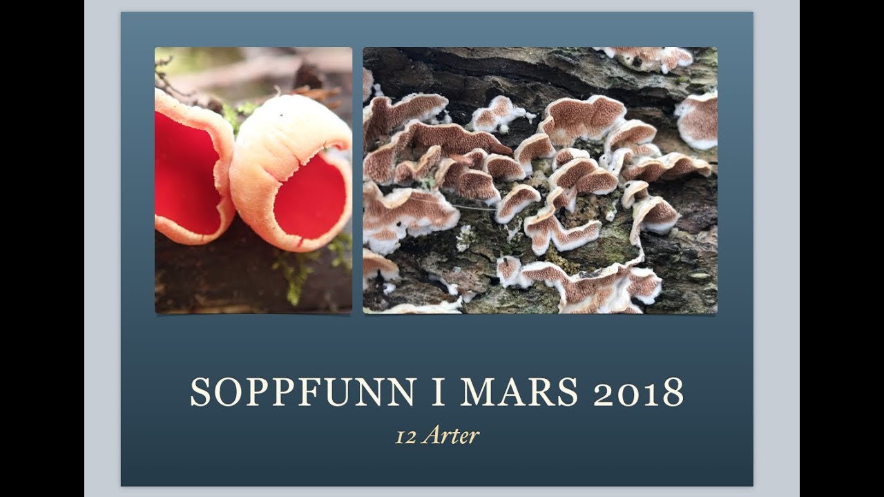 Soppfunn Mars 2018