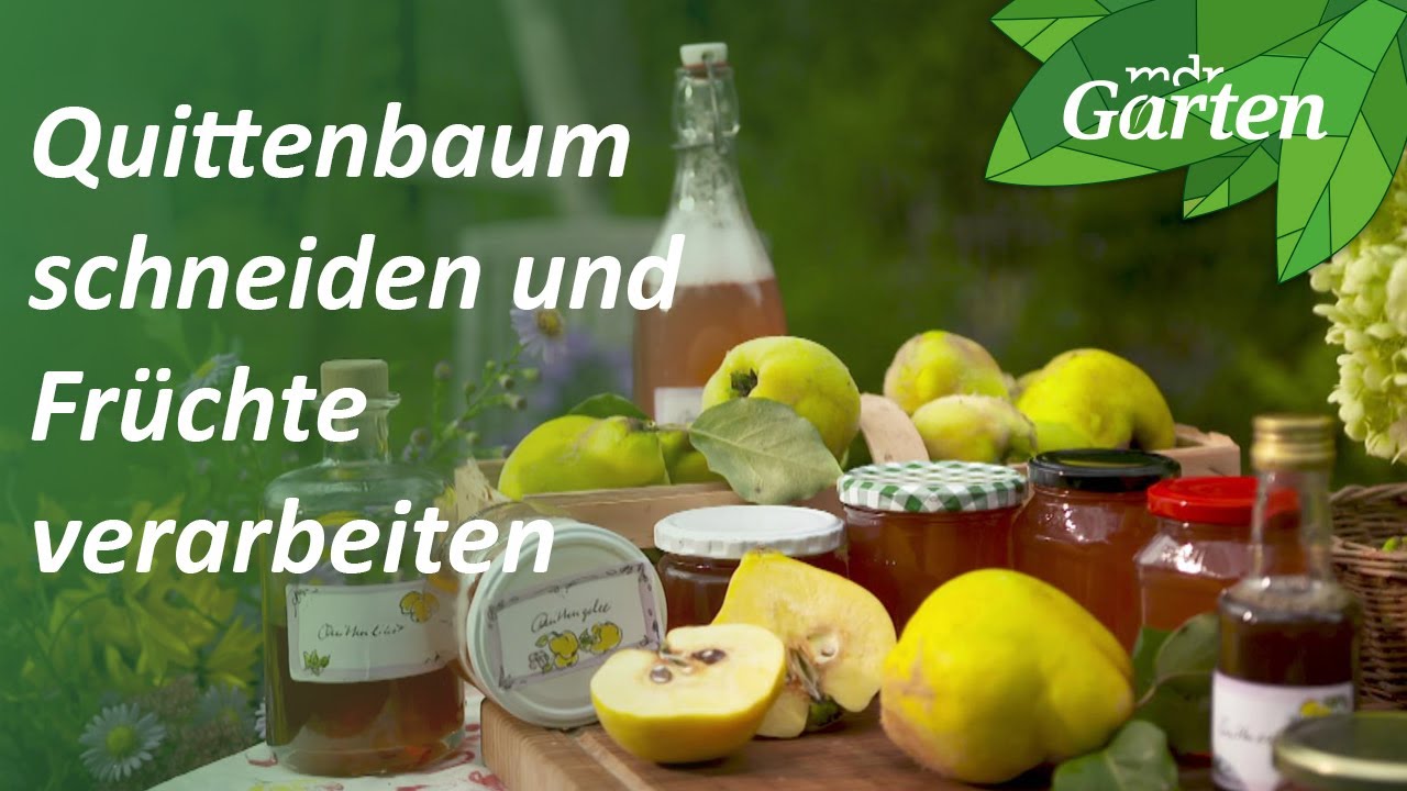 Quitte: Den Obstbaum erziehen, schneiden und die Früchte verarbeiten | MDR Garten
