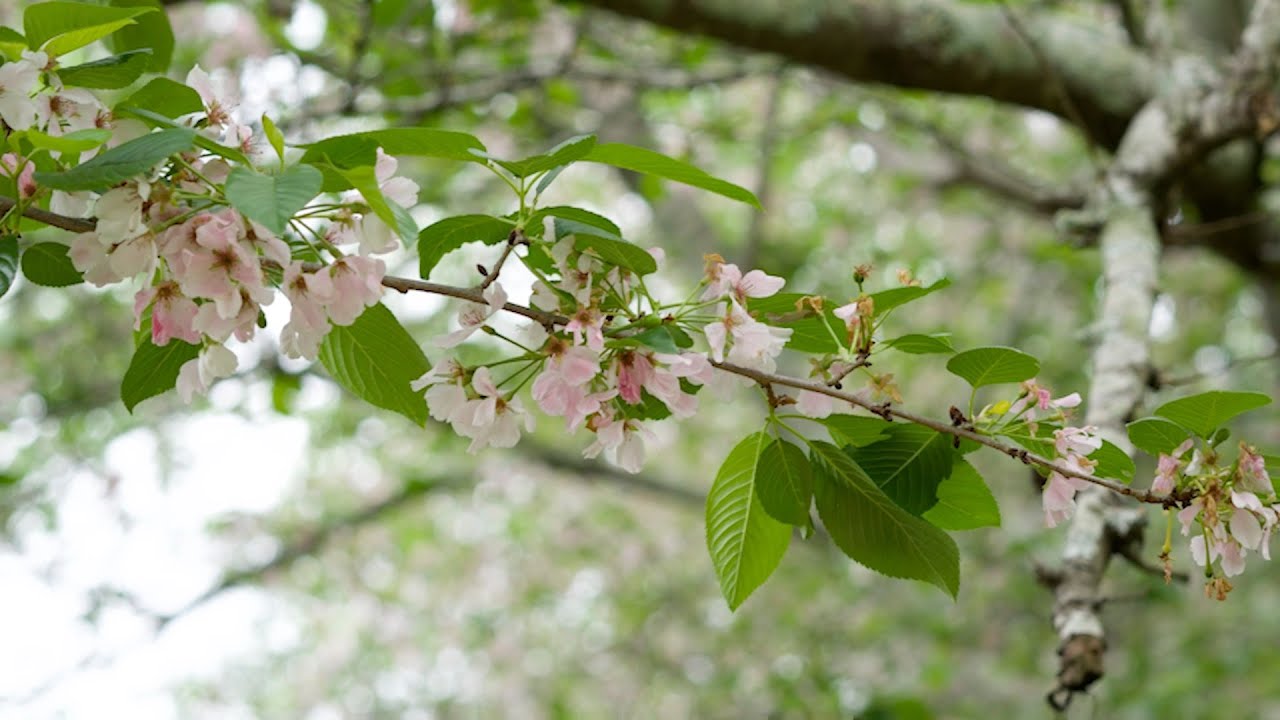 Yoshino cherry (Prunus x yedoensis) - Plant Identification