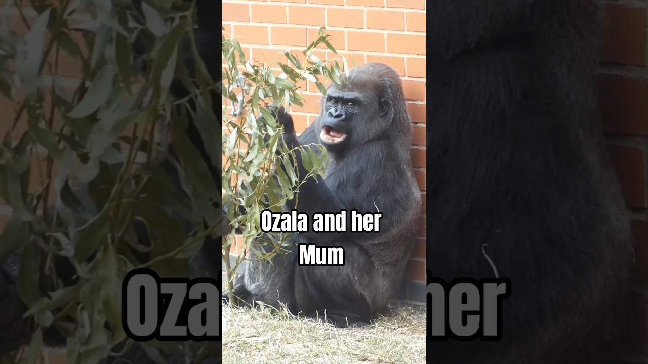 Ozala and Biddy
