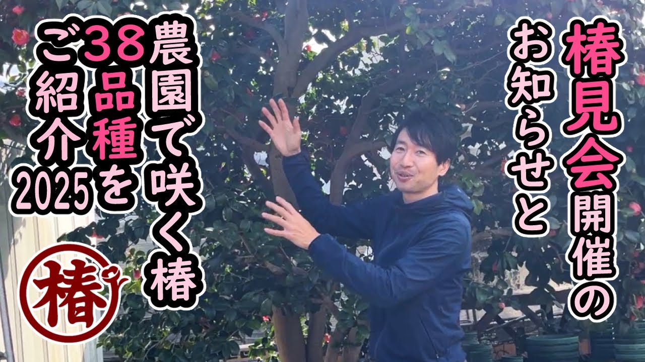 2025椿見会・つばきみかい開催のお知らせと農園で咲く椿38品種をご紹介します。（2025年2月28日撮影）椿の祭典！春のお花見にぜひお越しください。