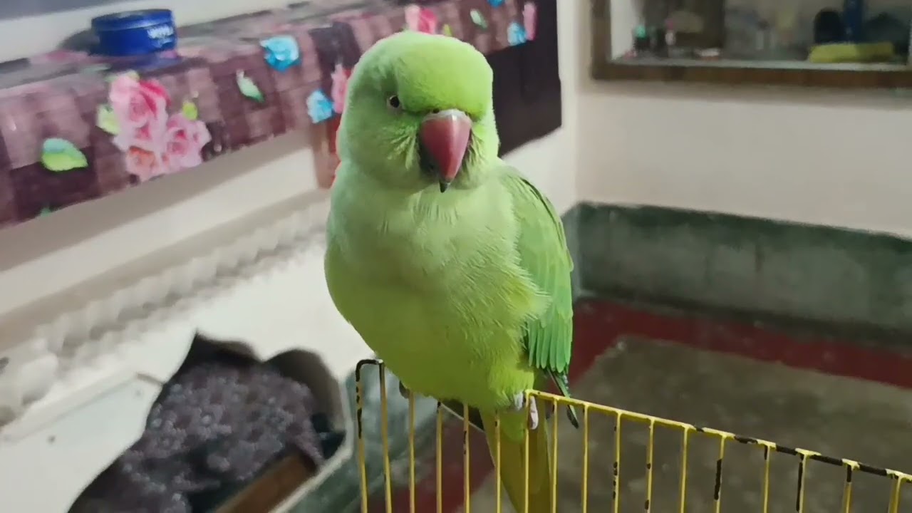 Talking parrot 🦜//mithu mithu bolne wala funny parrot #mithurajavlogs23