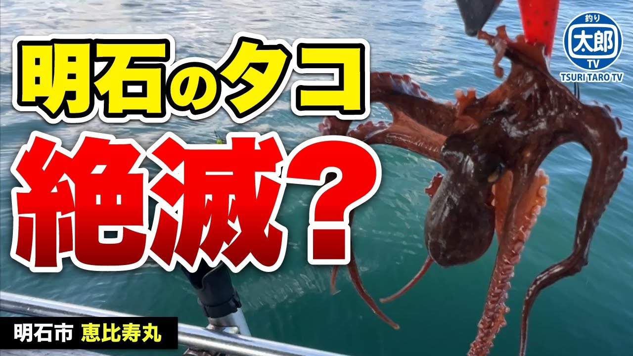 明石のタコ絶滅したの？船タコ釣りで大苦戦の1日 #釣り #海釣り #初心者 #蛸釣り
