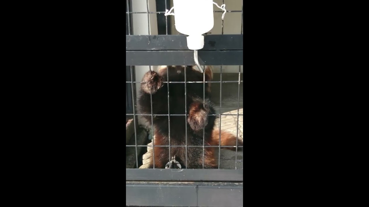 2018年3月4日 釧路市動物園 レッサーパンダ コキンちゃん③ 給水ボトルを舐めてます