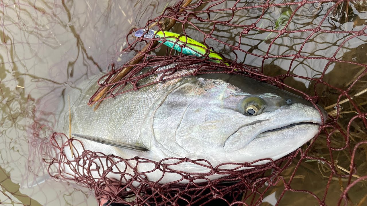 2025年4月2日米代川でのサクラマス釣り#米代川 #サクラマス #トラウト #トラウトルアー #トラウトフィッシング #秋田 