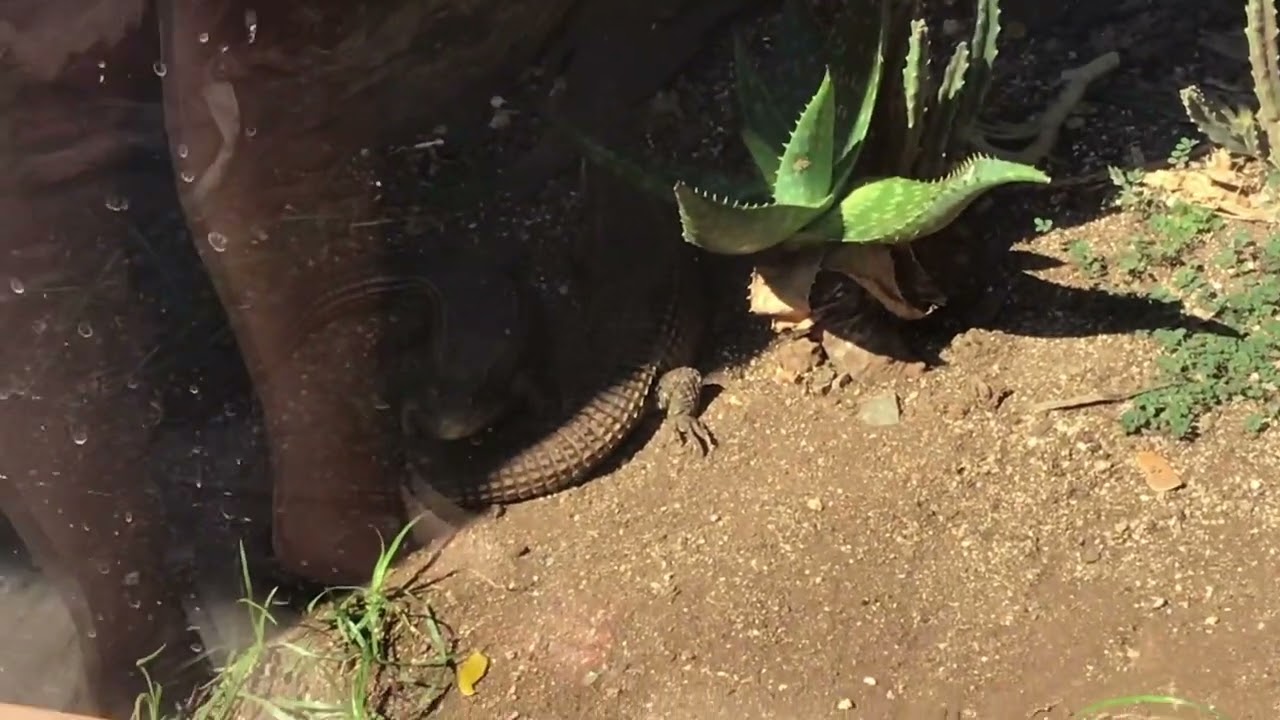 Reptile house and. More at the Honolulu. Zoo