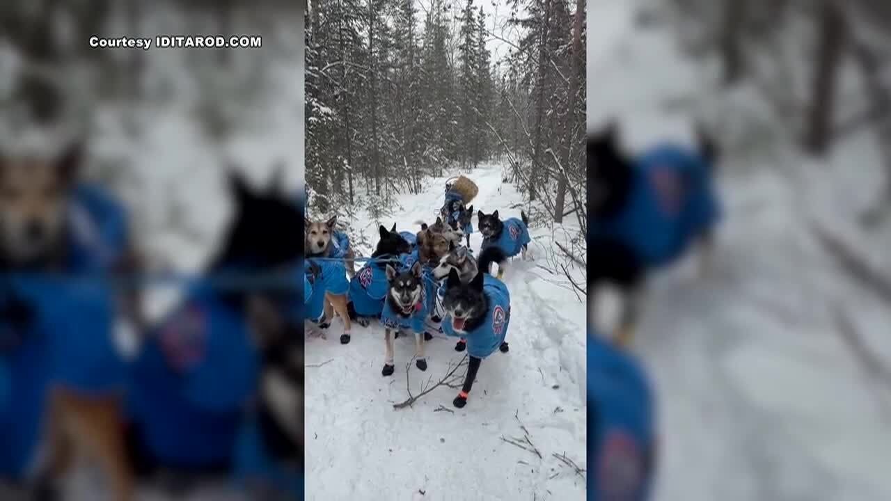 ВИДЕО: Новичок гонки &laquo;Идитарод&raquo; рассказывает о неожиданной встрече с бизоном на трассе.