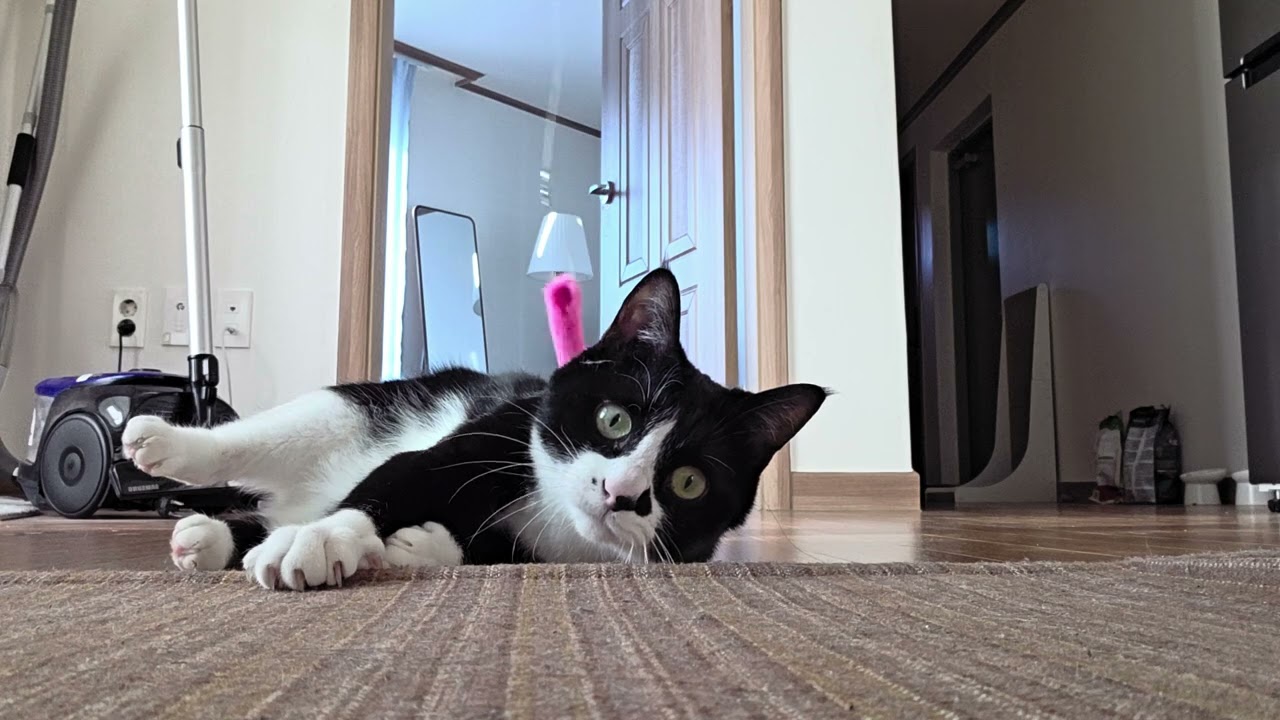 통통한 고양이 5kg
