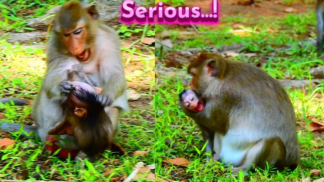Hot Event Shocking Heart! Really Ter./.rible Atta./.cking Almost Di/ed While Old Monkey Is An./.gry!