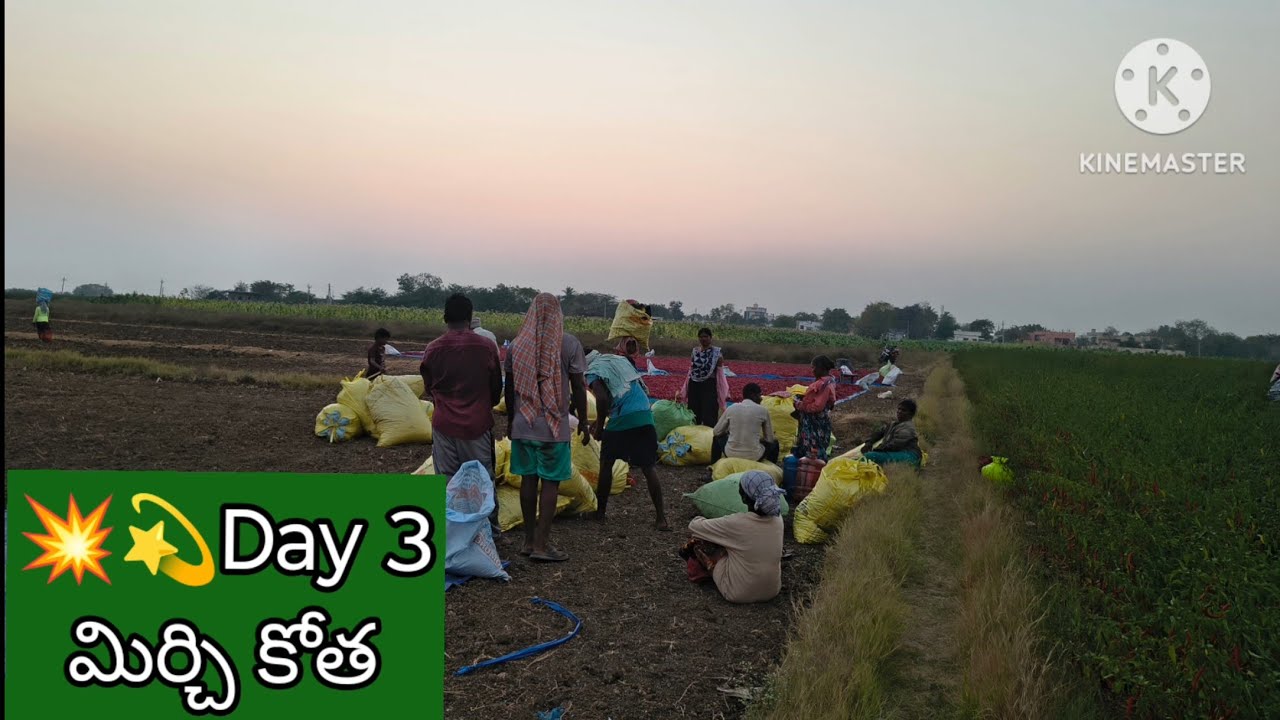 4.5 ఎకరాల మిరప తోటలో మూడవ రోజు కోత | పండు మిరప దిగుబడి ఎలా ఉంది? | Farm Update