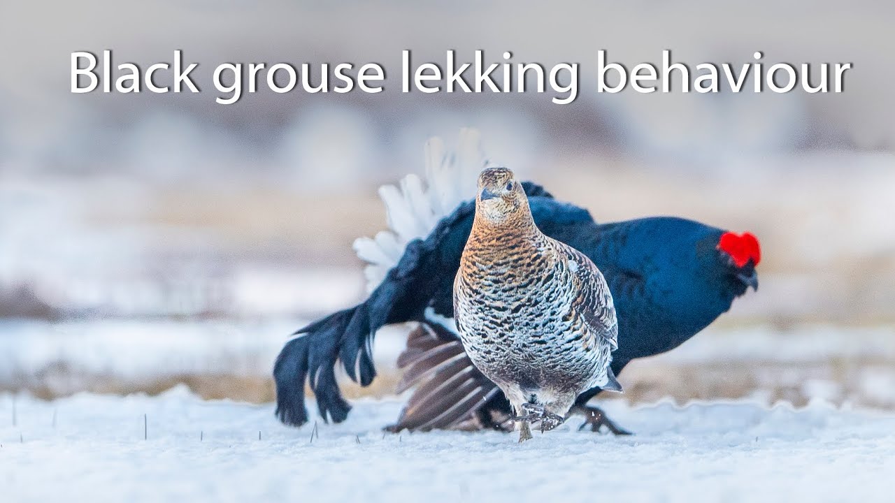 Black grouse lekking behaviour