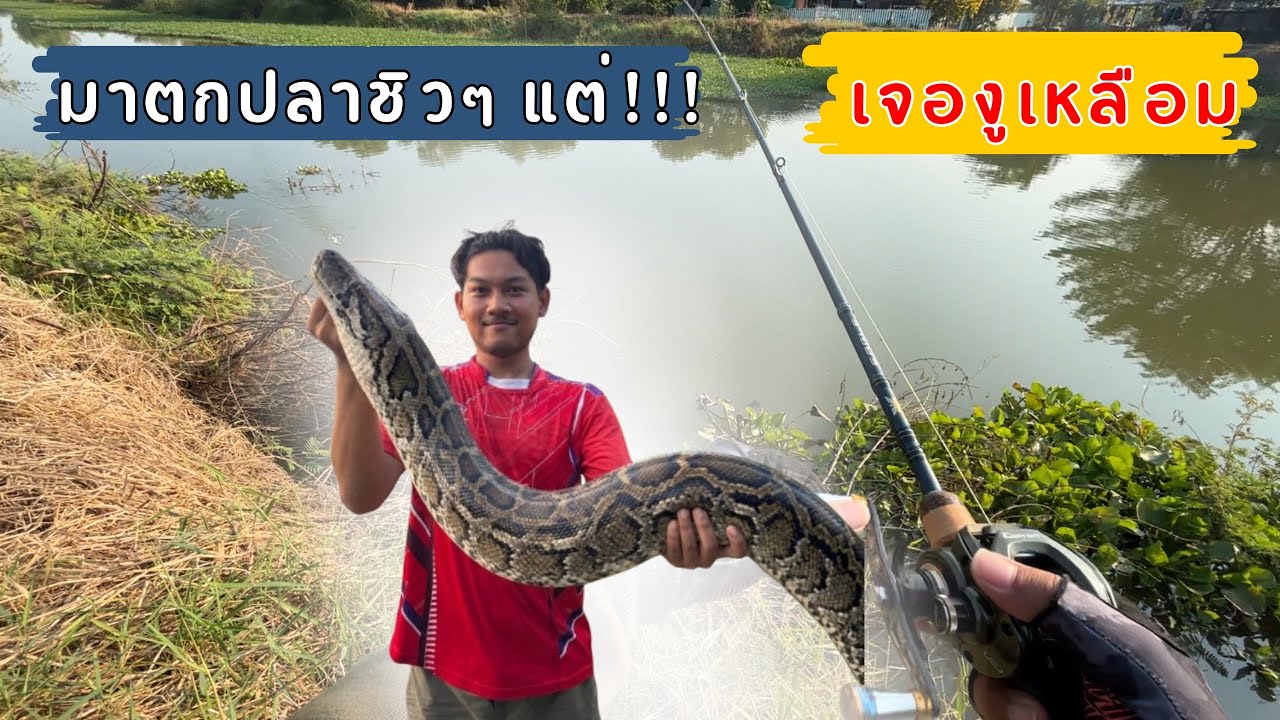 ตกปลาชิวๆ แต่เจองูเหลือม #fishing #ตกปลาช่อน 