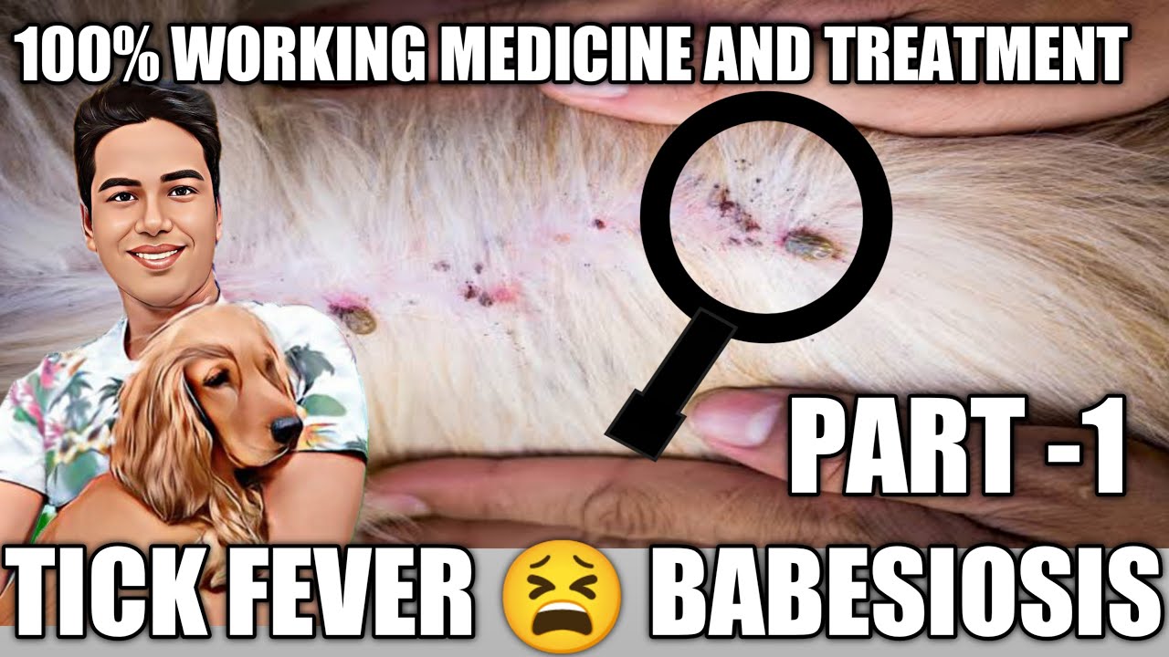 Babesiosis on Dogs | Tick Fever on dog-Symptoms, Treatment, Prevention ,100% working Medicine PART 1