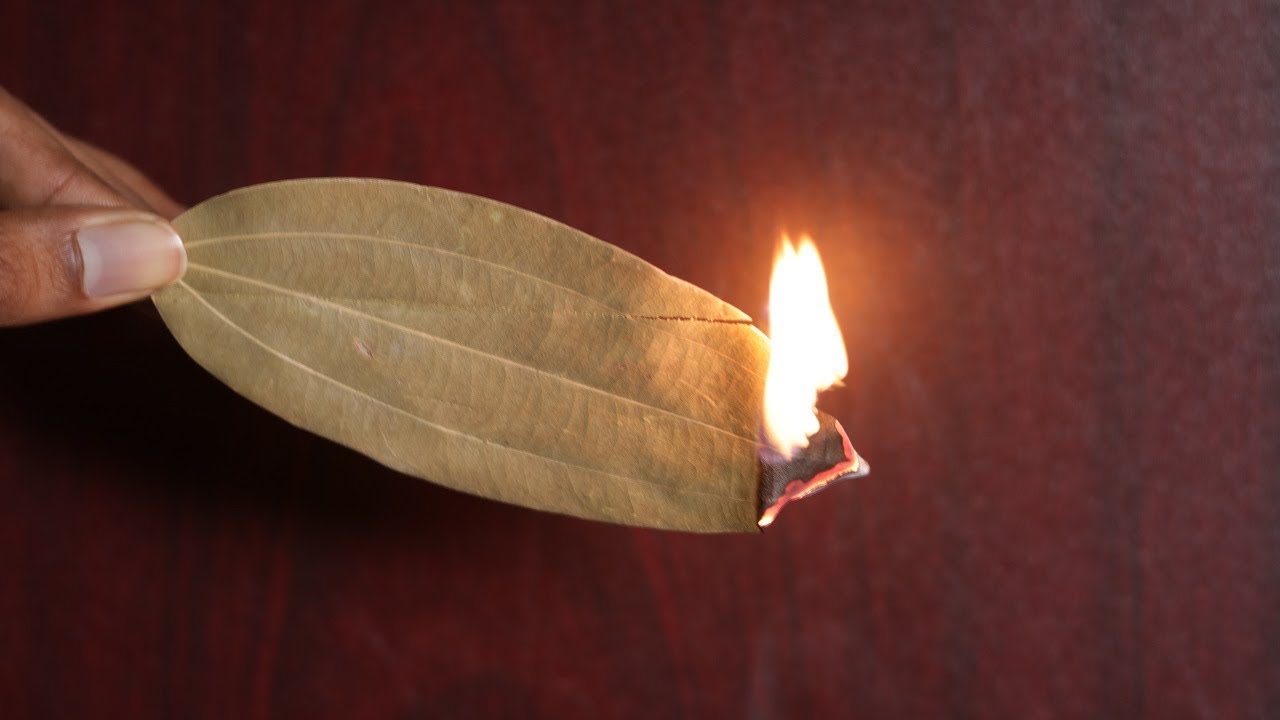 Burn A Bay Leaf In Your Room And Watch What Happens!