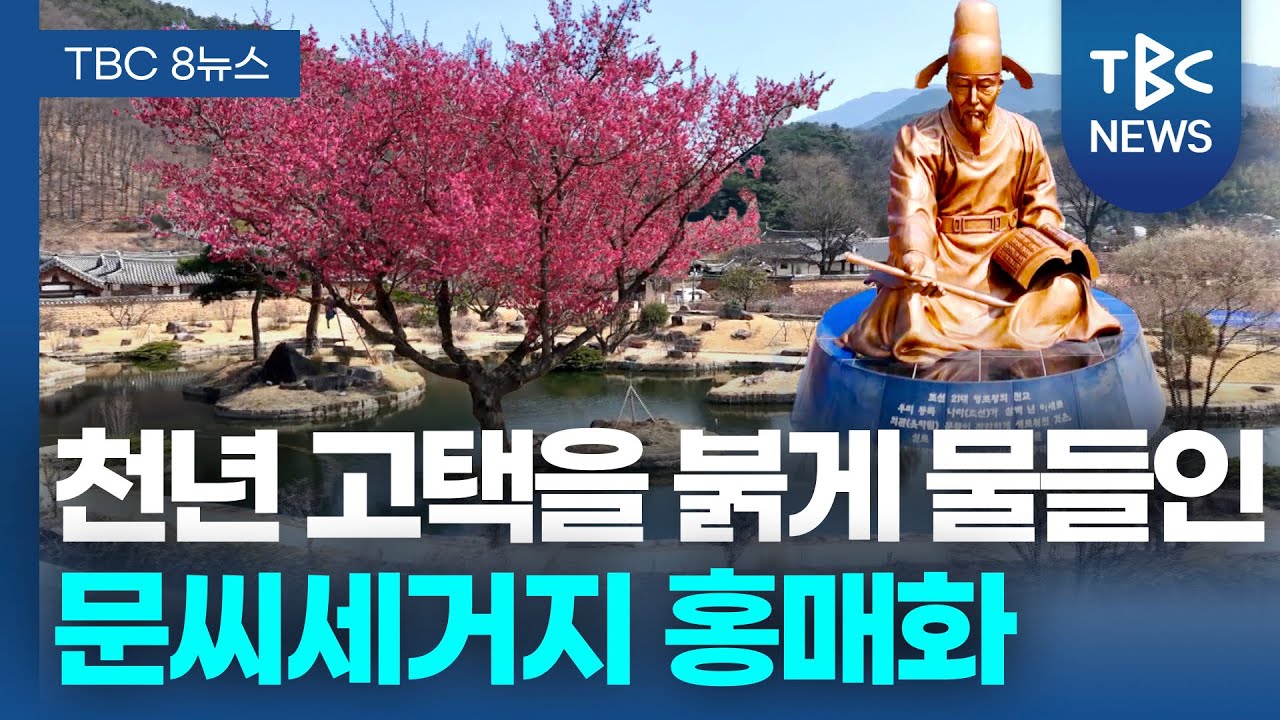 천년 고택을 붉게 물들인 문씨세거지 홍매화ㅣTBC영상뉴스