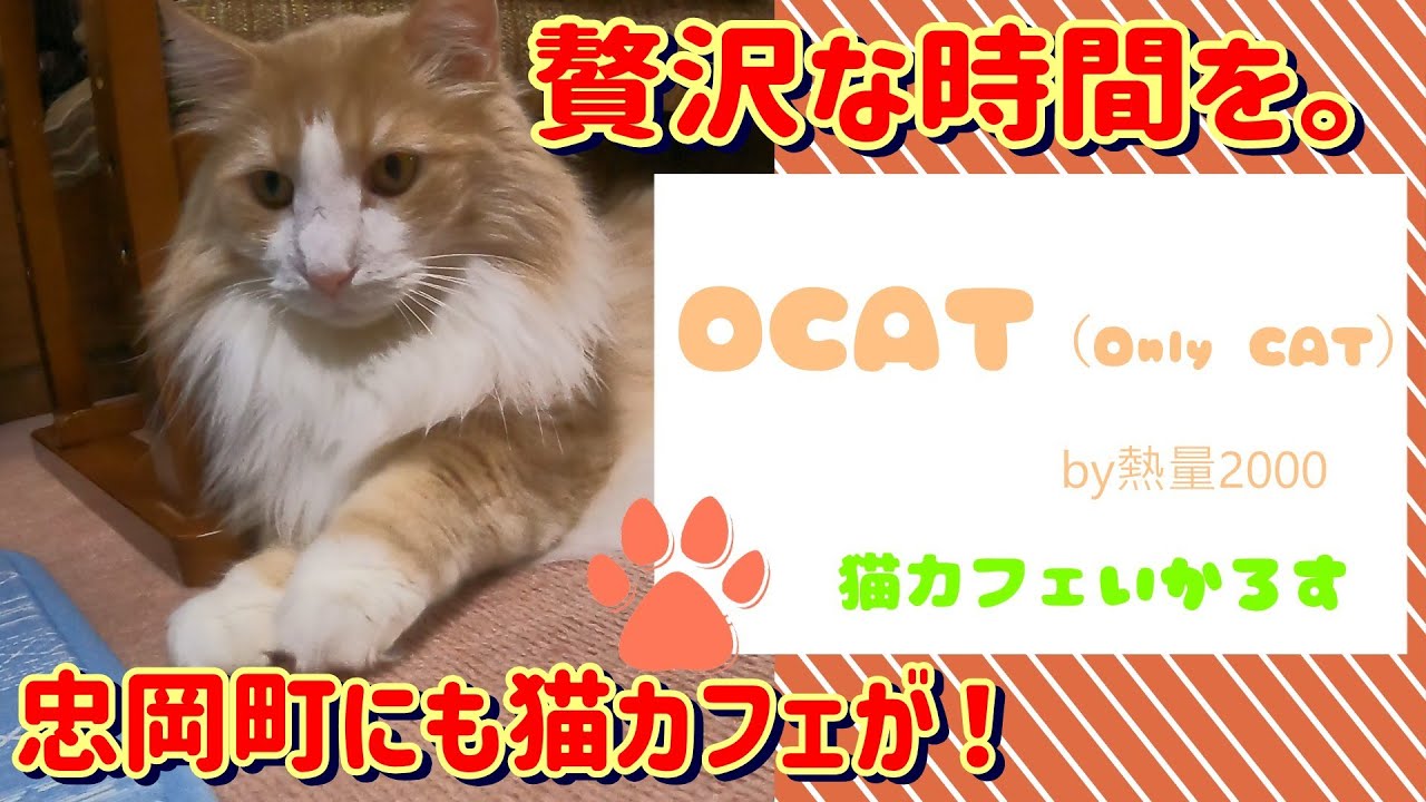 【猫カフェ】「猫カフェ いかろす」忠岡町にねこカフェがあったんです！究極の癒し空間へ。「そうだっ！ねこCAFEに行こう！」