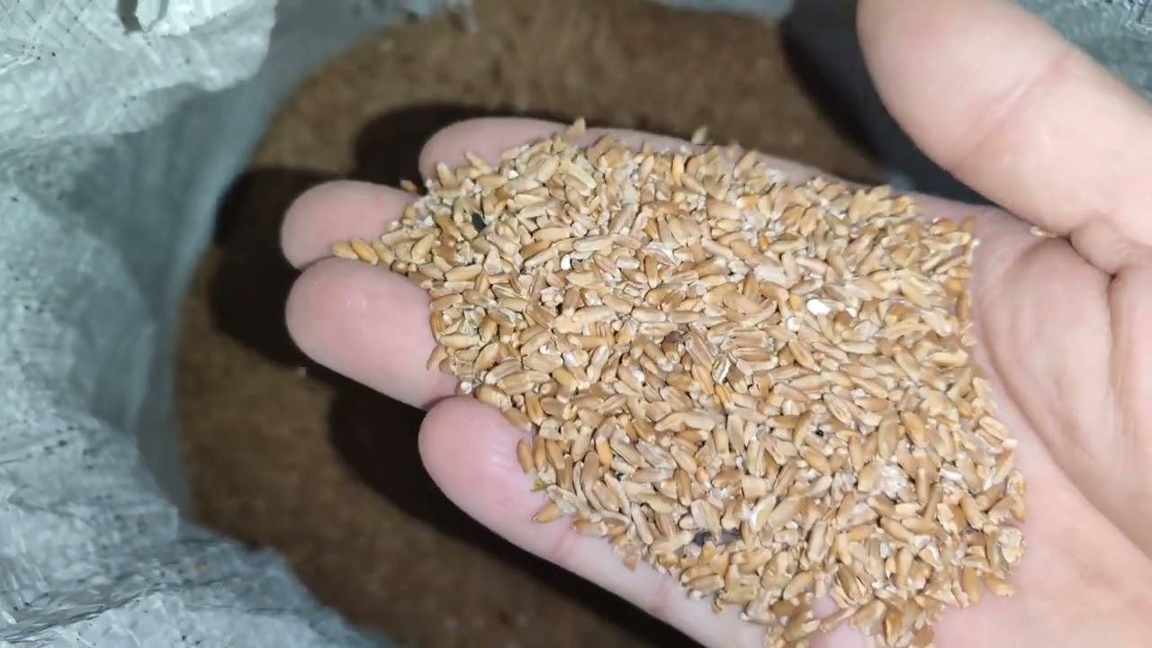 Какое Напряжение от генератора и какое от сети?Какой зерноотход?Покупать поросят или Убегать?!