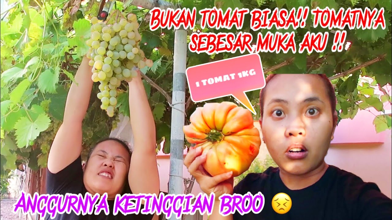 LUAR BIASA,  PANEN BUAH ANGGUR GRATIS DAN TOMAT TERBESAR DI KEBUN MAMA MERTUA