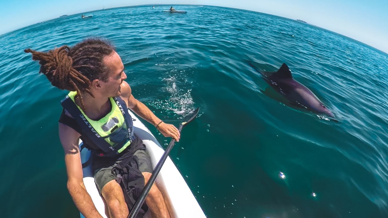 DOLPHIN KAYAK TOUR - CAPE TOWN