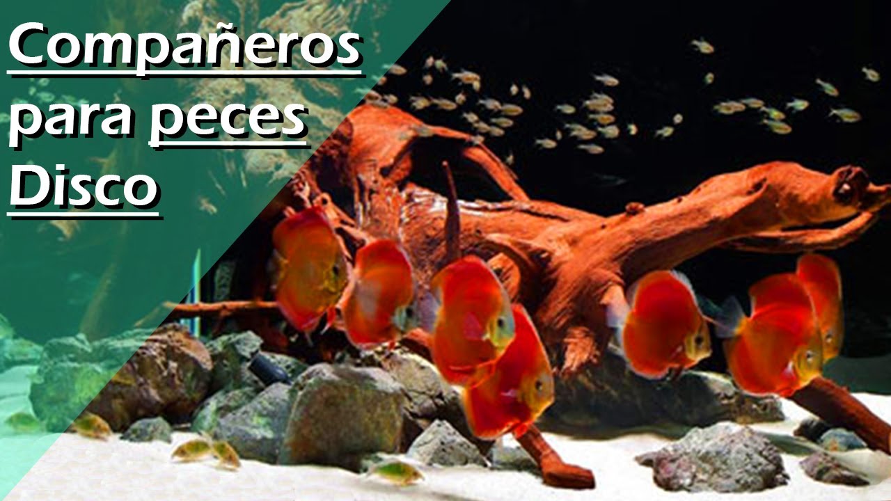 37🐠.- MEJORES compañeros para peces DISCO [COMPATIBLES]