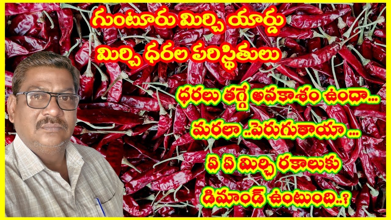 గుంటూరు మార్కెట్ మిర్చి ధరల పరిస్థితులు|మిర్చి ధరలు తగ్గుతాయా|ఇంకా పెరిగే అవకాశం ఉంటుందా..|మిర్చి