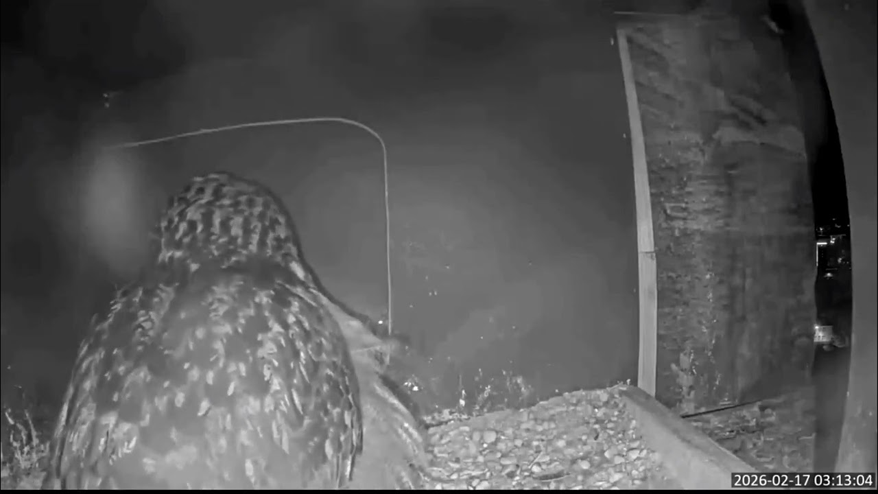 Aus dem Uhu - Livestream des NABU Marburg ♡17. Februar 🥚🤗 Endlich ... das dritte Ei
