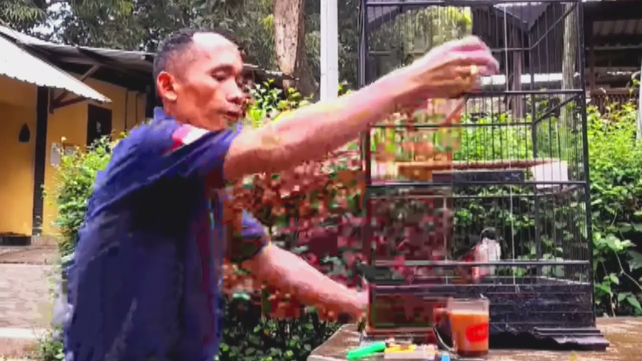 CENDET KONCO NGOPI MATERI MEWAH BOLO #cendetgacor #ternakcendet #masteran #burung #cendet 