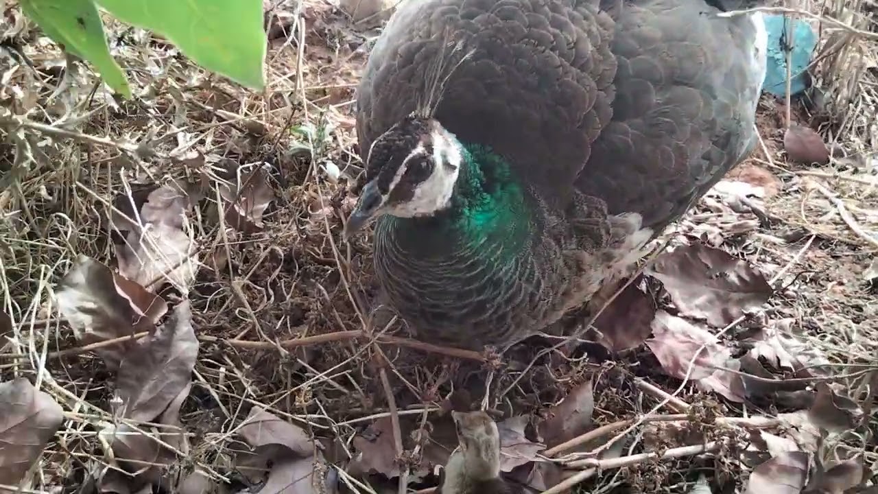 طاووس فقصت كتاكيت يوم جميل في المزرعة 🐣🐥🦚🦚💚❤️