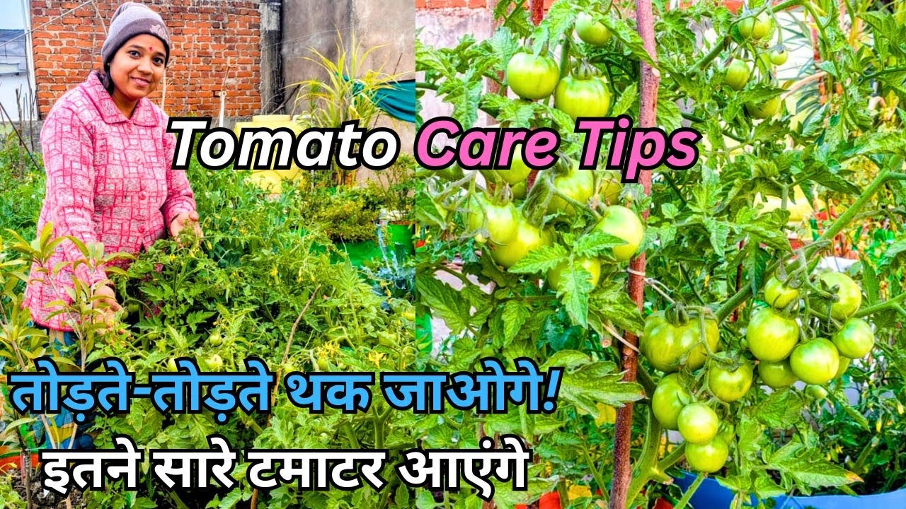टमाटर उगाने का ऐसा तरीका – पौधा टमाटर से भर जाएगा!