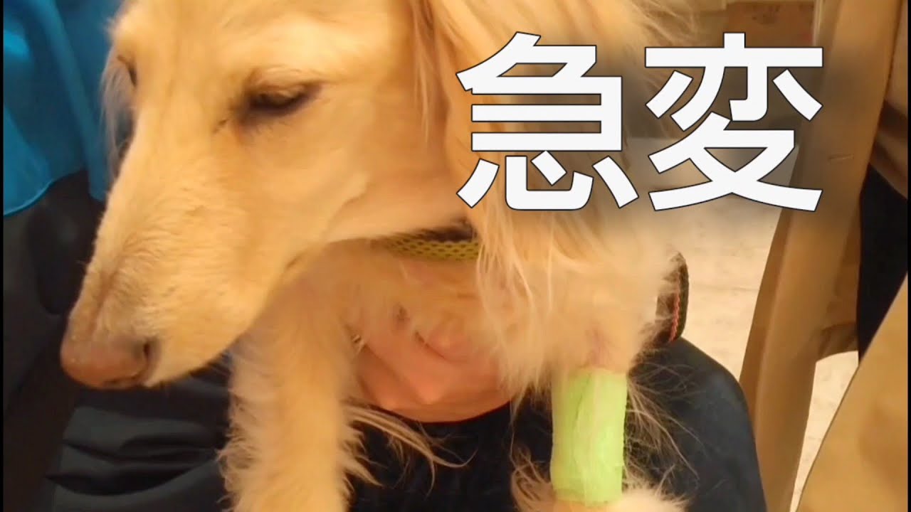 【急変】全身麻酔で手術中、病院からの緊急電話。恐れていた事が起こりました【カニンヘンダックスのんの】