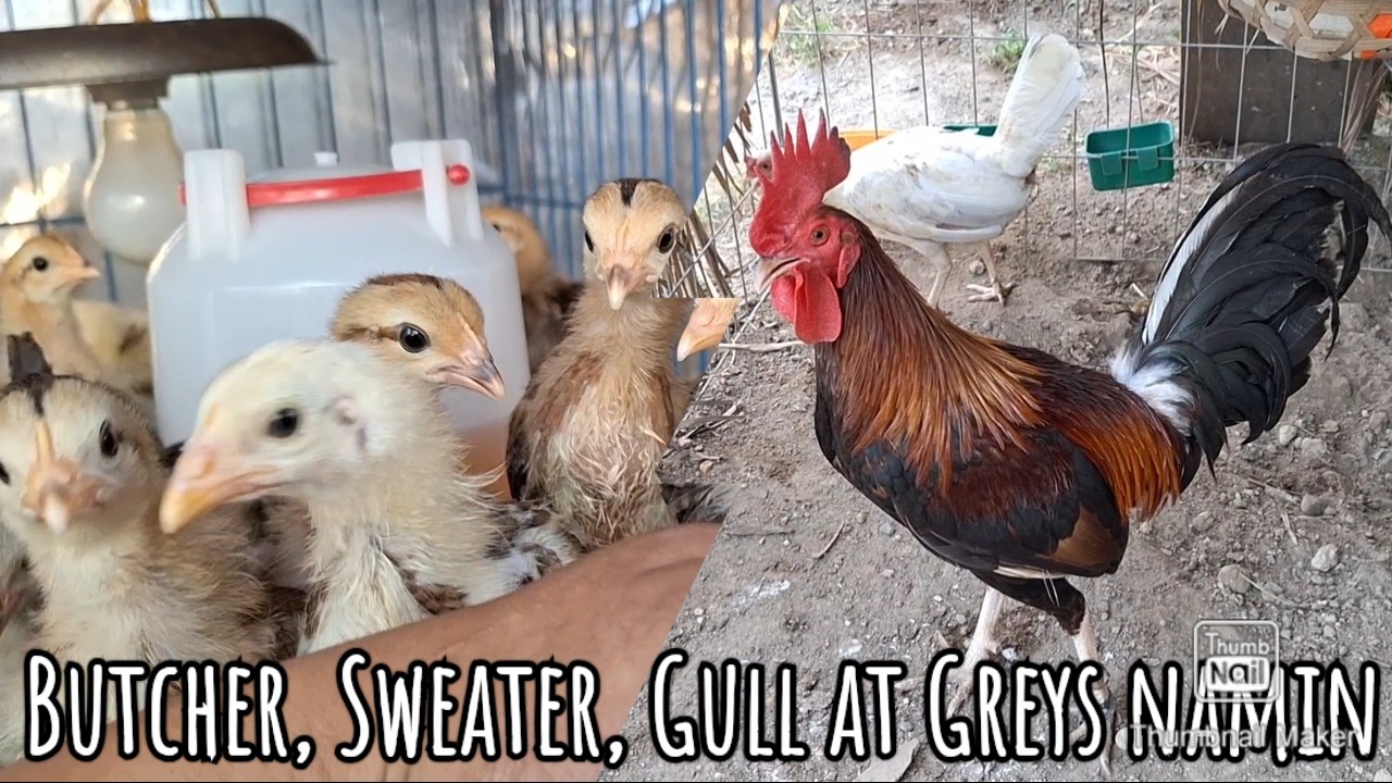 Butcher, Sweater, Gull at Greys namin