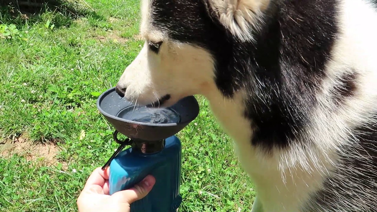 Dog Water Bottle Every Dog Owner Must Have