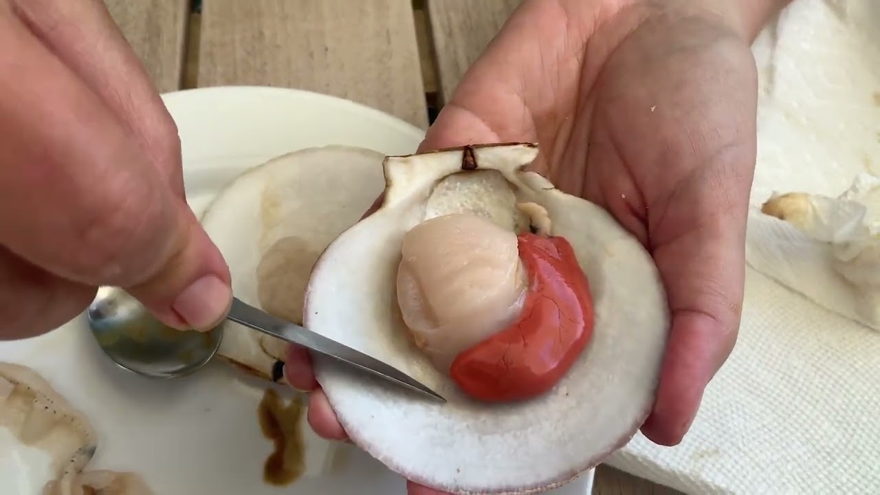 Live Scallop Shucking tutorial
