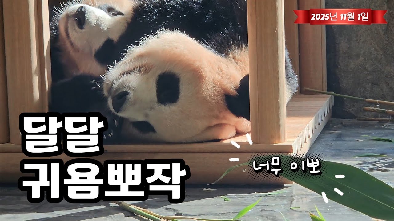 🗓20251101 세컨하우스 🎦달달 귀염뽀작🎦 💕🐼루이바오🐼후이바오💕