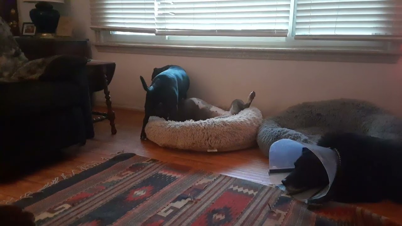 Gypsy n Raine after breakfast, Tuesday am ❤️🐾